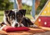 Kutyák Látásmódja: Játékok és Tevékenységek a Szellemi Stimulációért