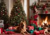 Kutyakarácsony: Ajándékötletek és Készülődés a Kutyákért