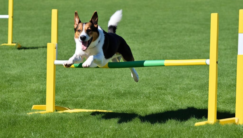 kutyás agility sport sugárban ugrál