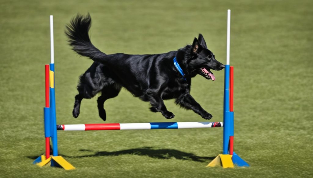 kutyás agility verseny