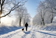 Téli Kutyasétáltatás: Megfelelő Felszerelés